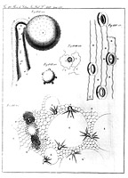 Budello pollinico. Disegno