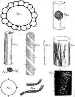 Osservazioni sulla circolazione del succhio nella Chara. Disegni