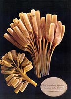 Fibre muscolari della zampa della mosca. Cera