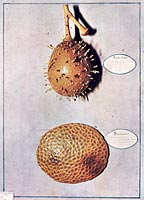 Acino d'uva ricoperto dalla crittogama. Cera