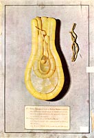 Fecondazione di Orchis Morio. Cera